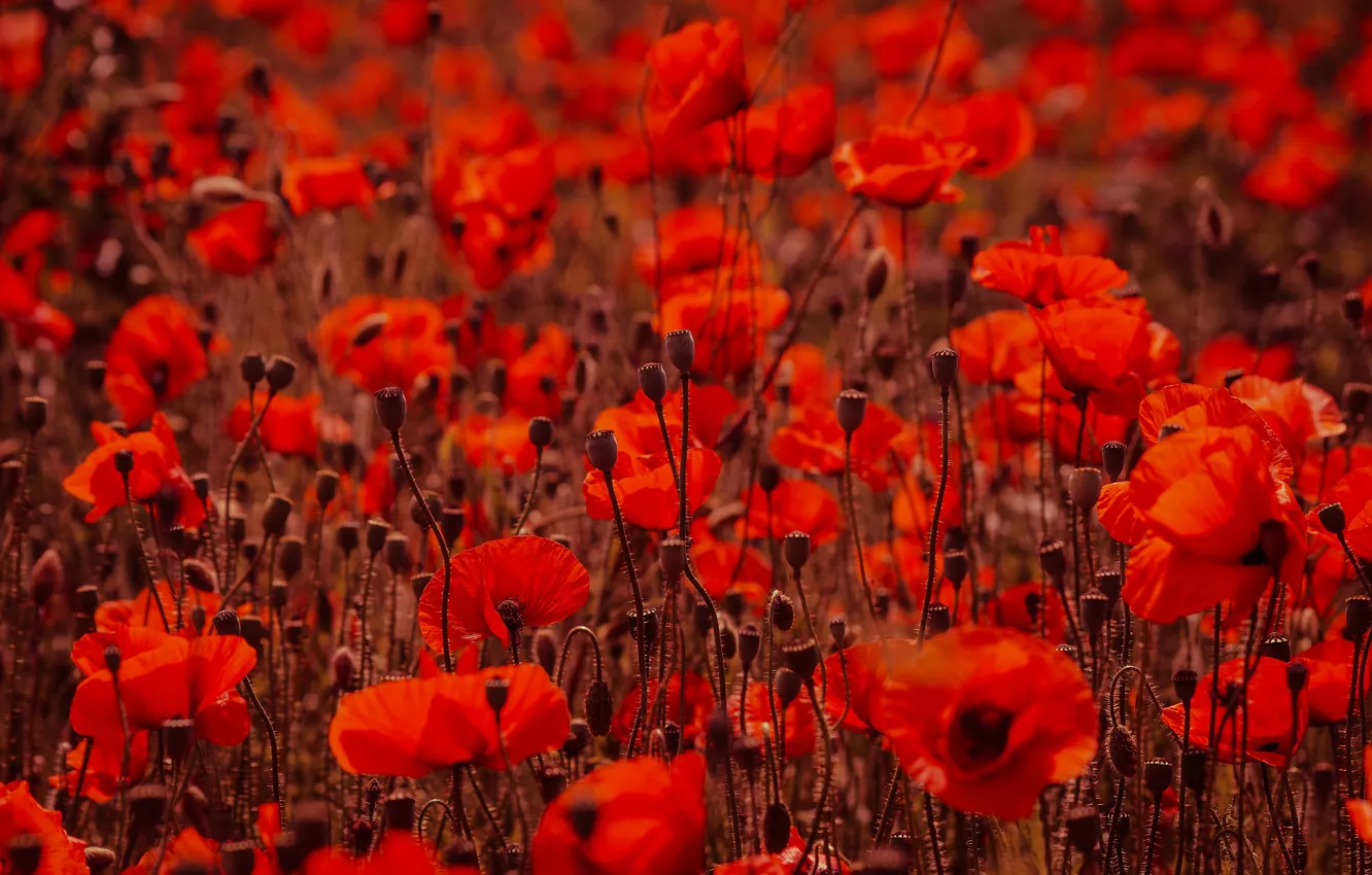 Фото обои лето, цветы, красный, яркие, мак, маки, луг, много