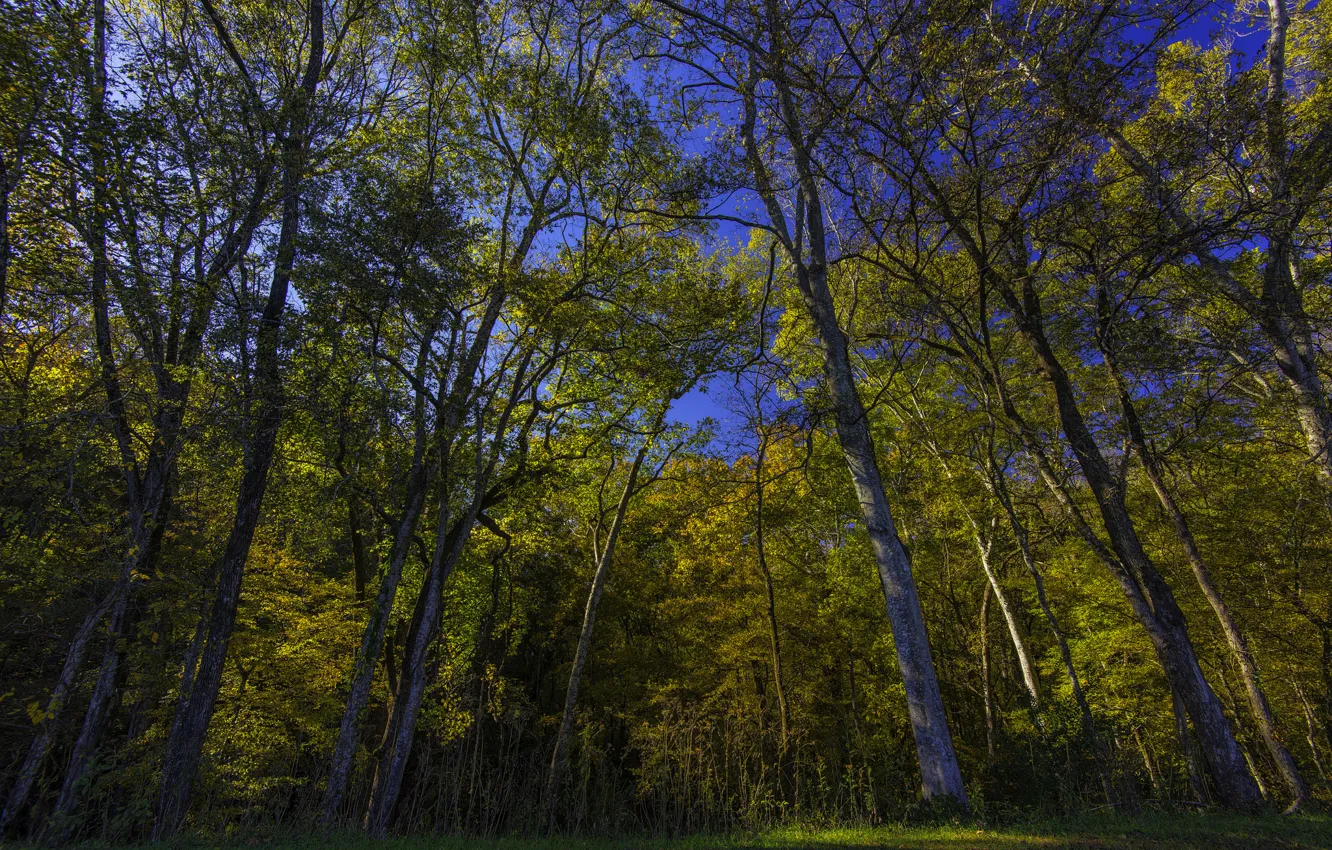 Фото обои лес, небо, трава, деревья