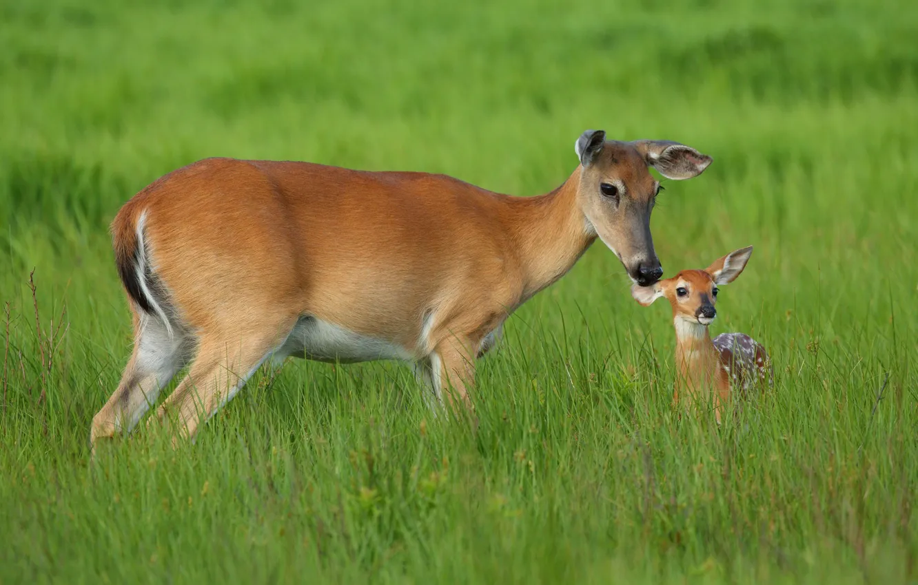 Фото обои трава, малыш, олени, мама, косули