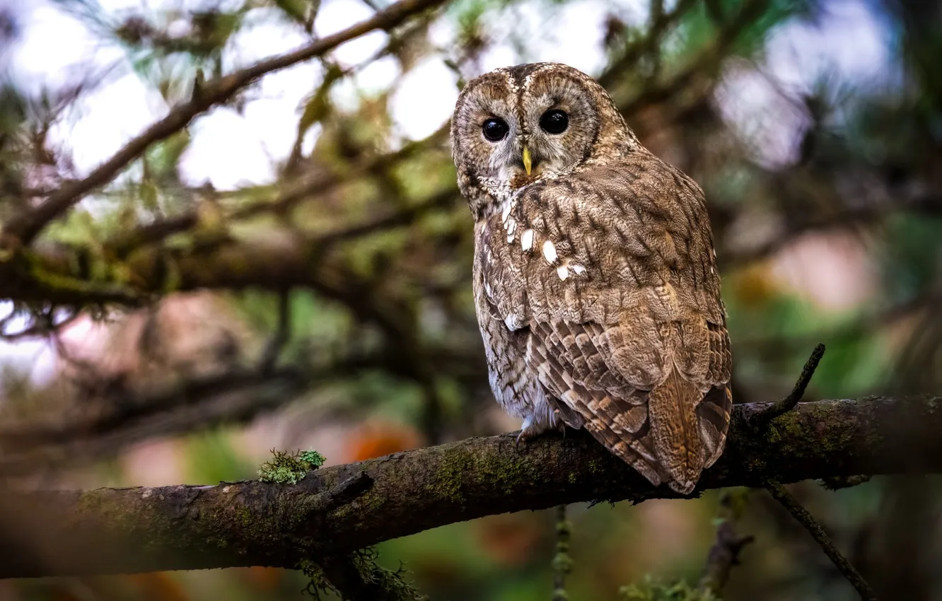 Фото обои forest, tree, owl