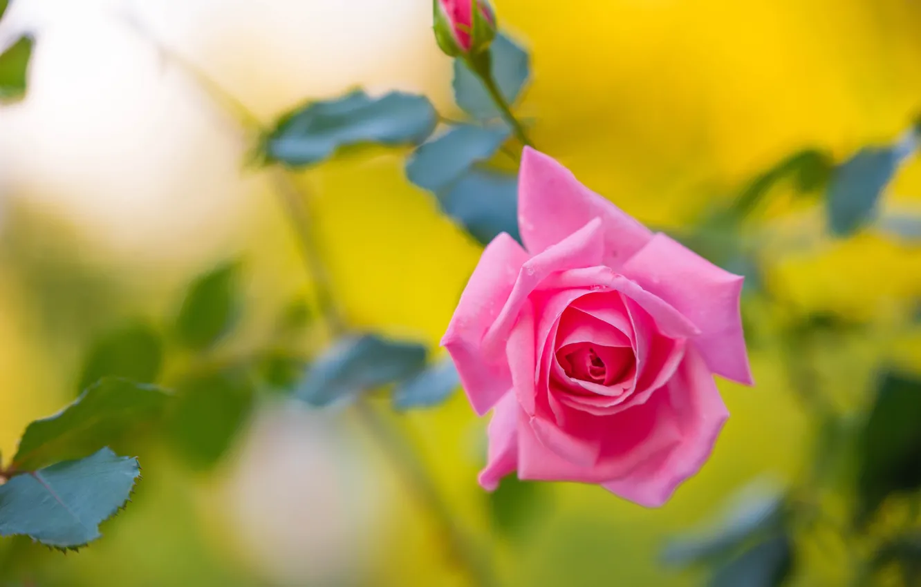 Фото обои цветок, листья, розовая, роза, желтый фон, боке