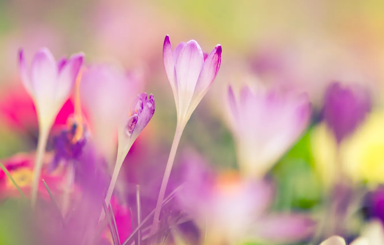 Фото обои макро, весна, размытость, крокусы, первоцвет