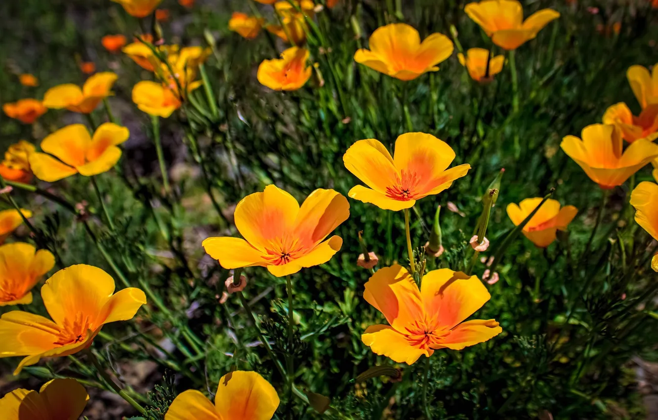Фото обои цветы, желтые, эшштольция калифорнийская