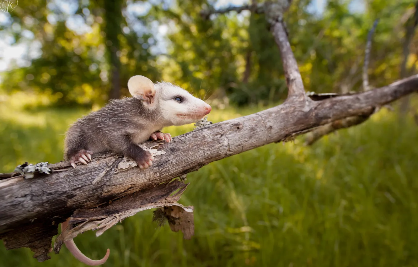 Фото обои природа, фон, Opossum