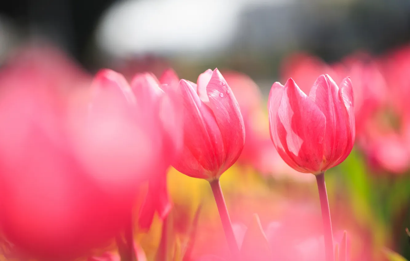 Фото обои поле, тюльпаны, розовые, солнечно