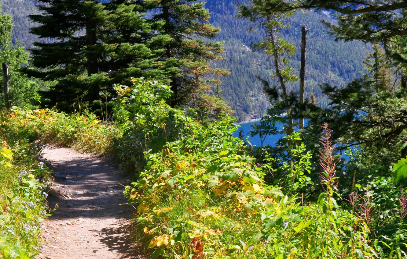 Фото обои лес, природа, тропа, горное озеро, Path overlooking Bertha Lake in Waterton Lakes National Park