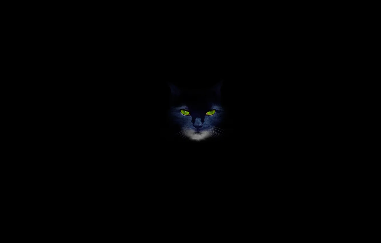 Фото обои кошка, кот, чёрный фон, зелёные глаза