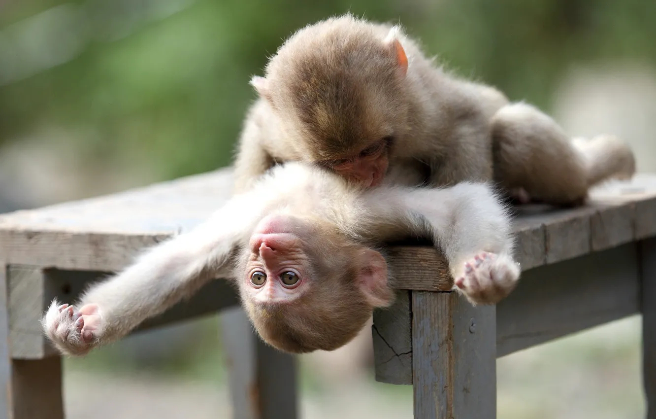 Фото обои обезьяны, играют, мартышки