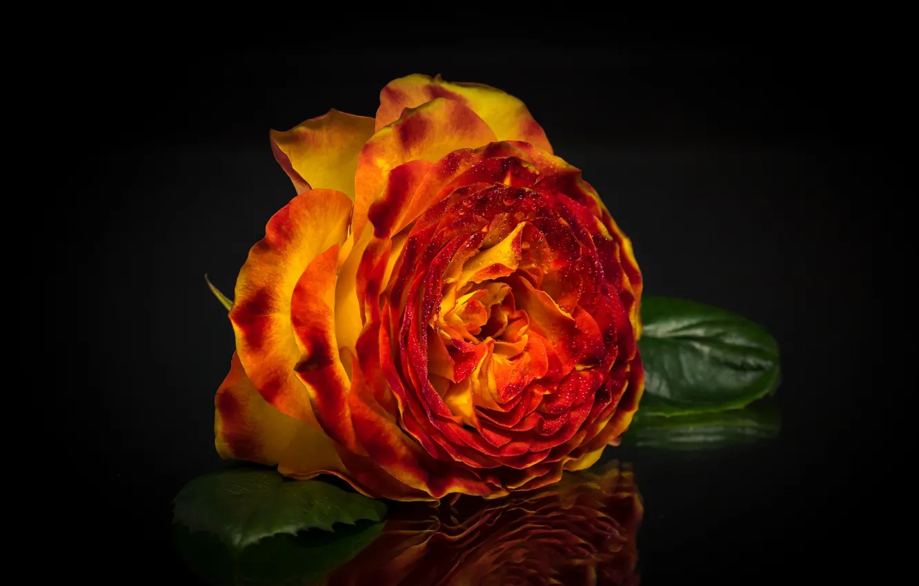 Фото обои отражение, роза, лепестки