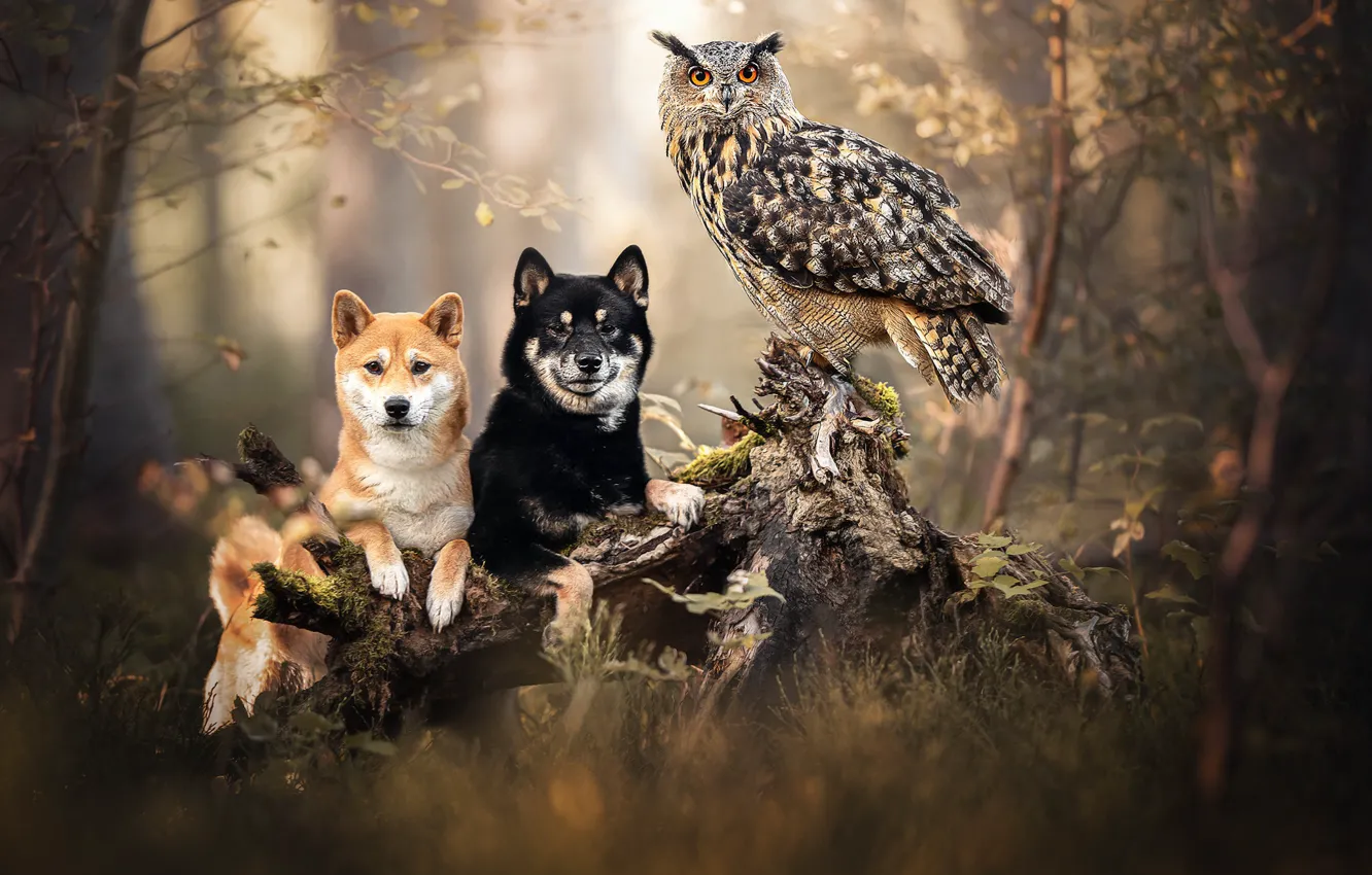 Фото обои лес, собаки, сова, птица, пень, коряга, филин