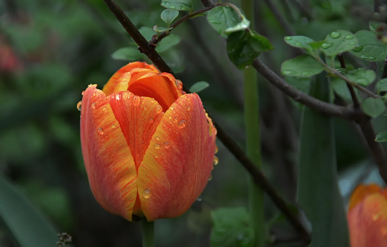 Фото обои капли, макро, оранжевый, тюльпан, весна, macro, orange, drops