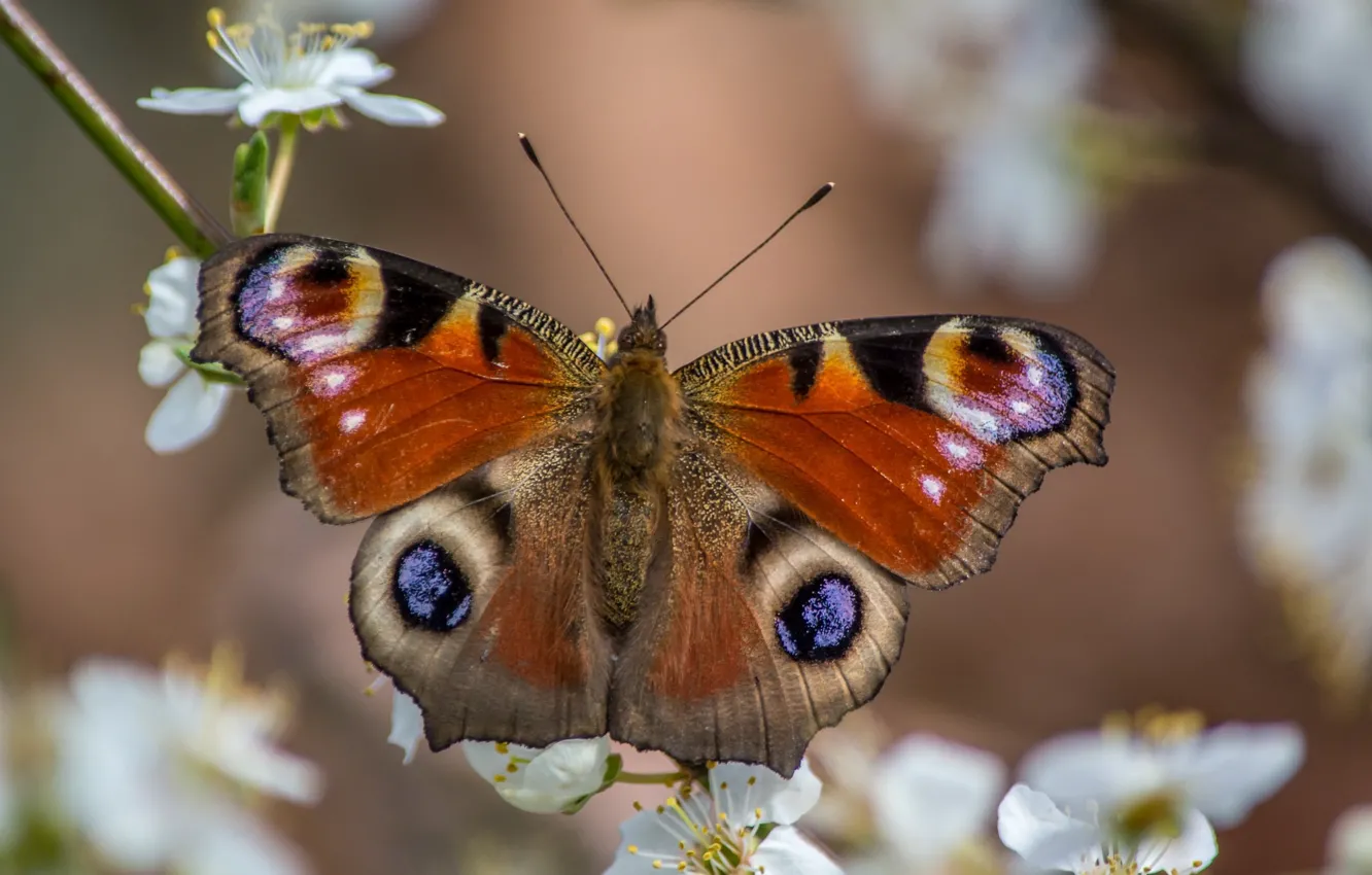 Фото обои макро, бабочка, весна