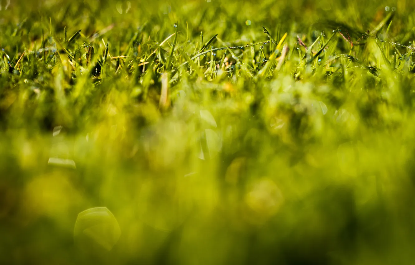 Фото обои зелень, трава, макро, природа