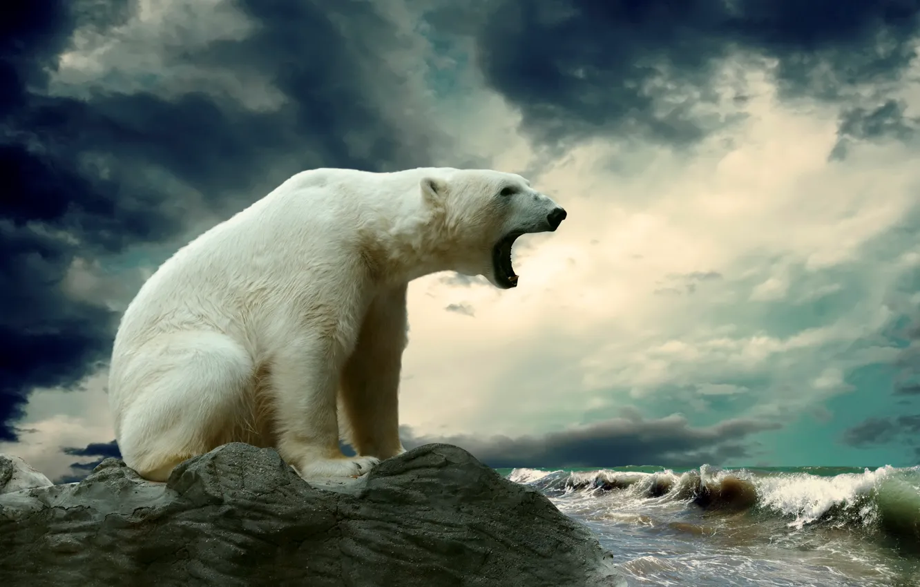 Фото обои море, волны, камень, белый медведь
