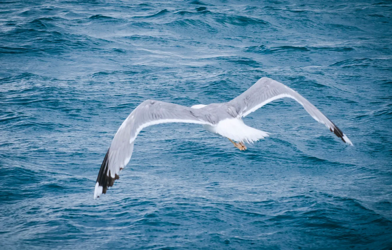 чайка над морем летит