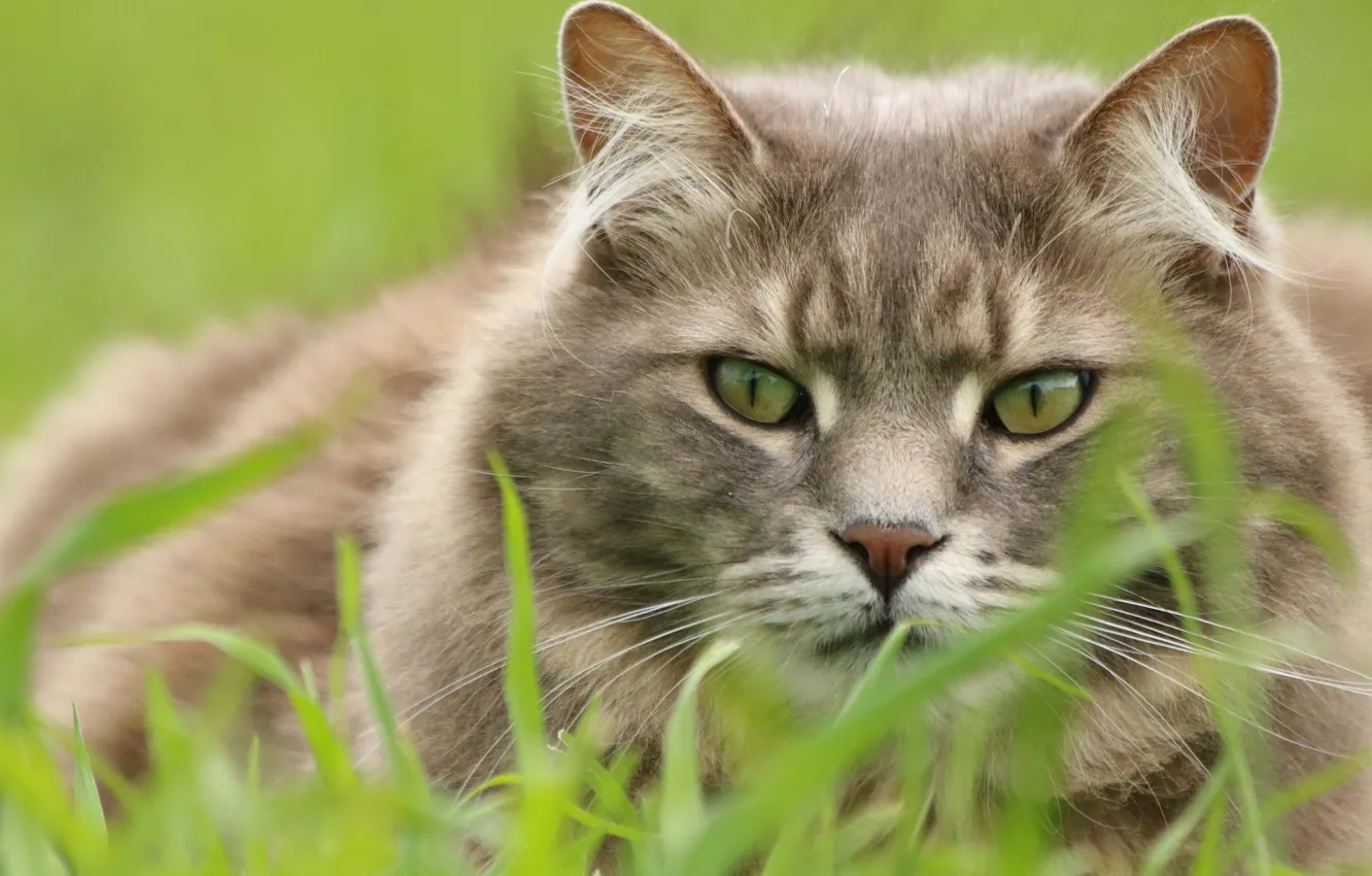 Фото обои трава, кот, взгляд, мордочка, котэ