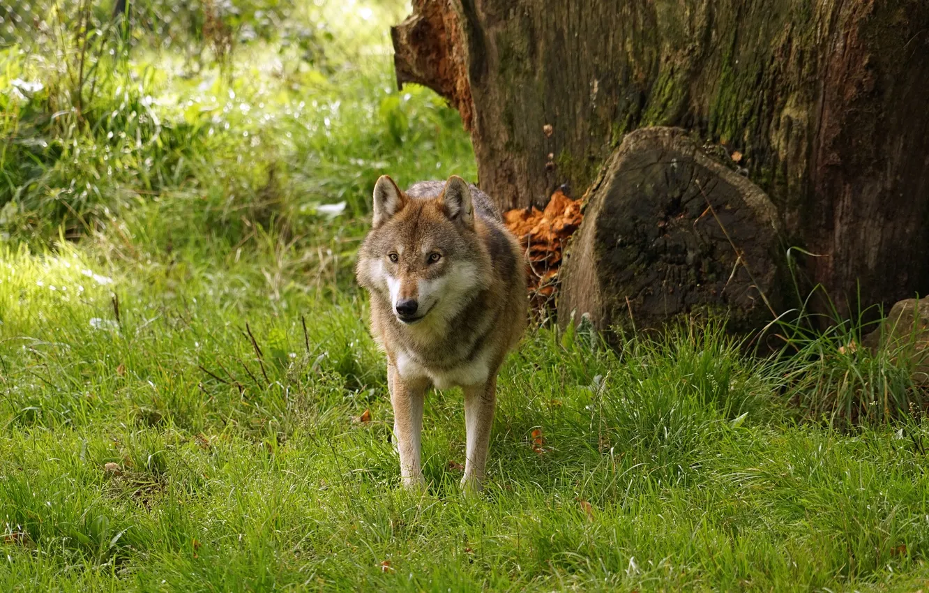 Фото обои fantasy, nature, art, snow, predator, face, animal, wolf