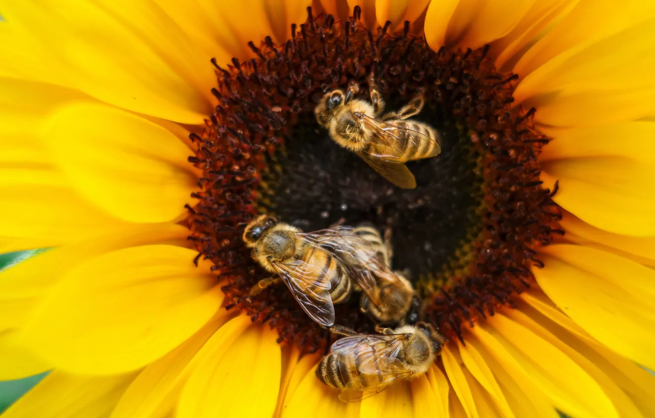 Фото обои цветок, макро, насекомые, желтый, пчела, подсолнух, лепестки, пчелы
