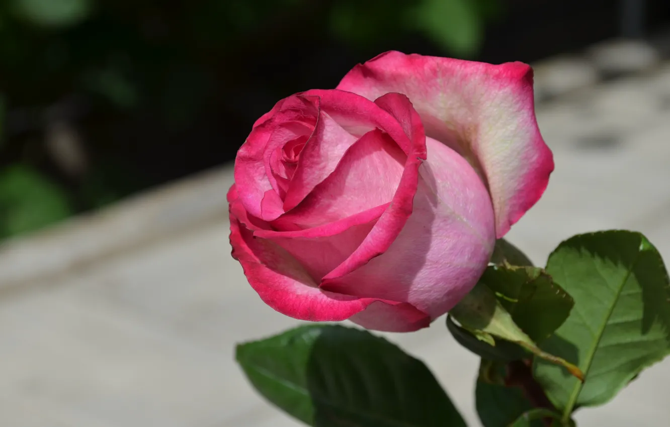 Фото обои цветы, розовая, роза, серый фон, розовый цвет