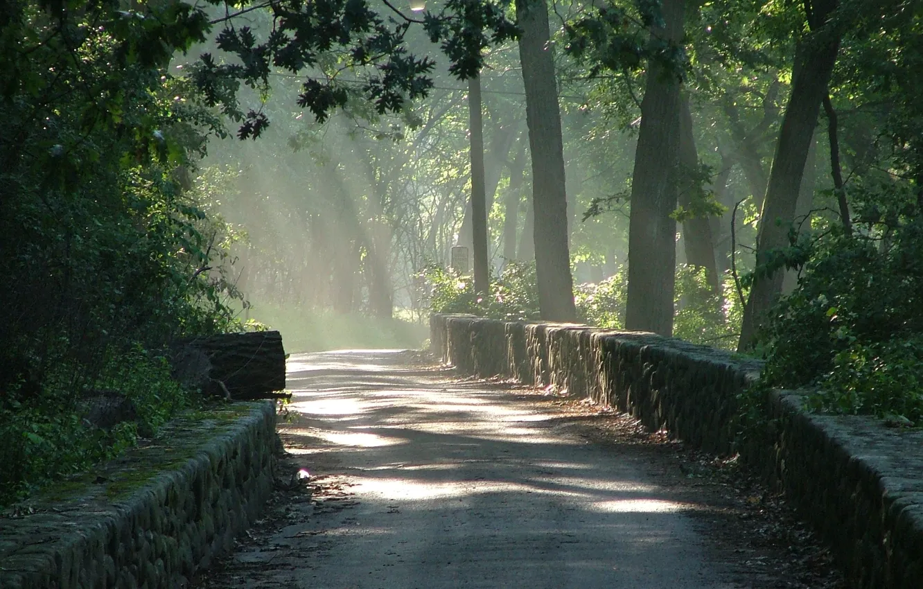 Фото обои дорога, лес, солнце, свет, fog, sunrise