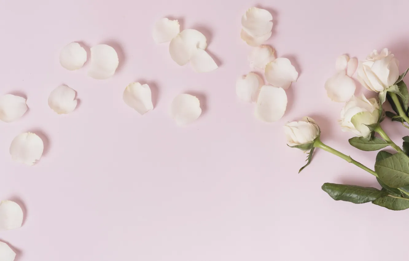 Фото обои цветы, розы, лепестки, white, белые, розовый фон, pink, flowers