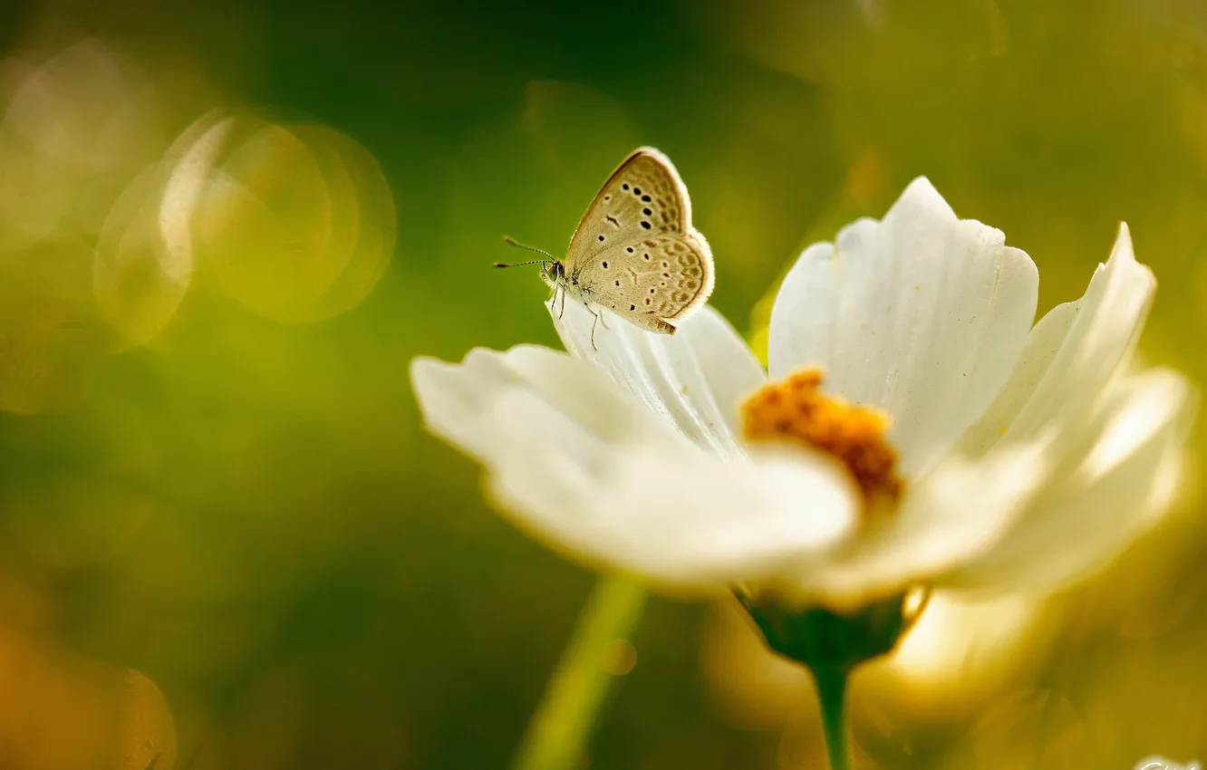 Фото обои зелень, цветок, лето, бабочка, белая, космея