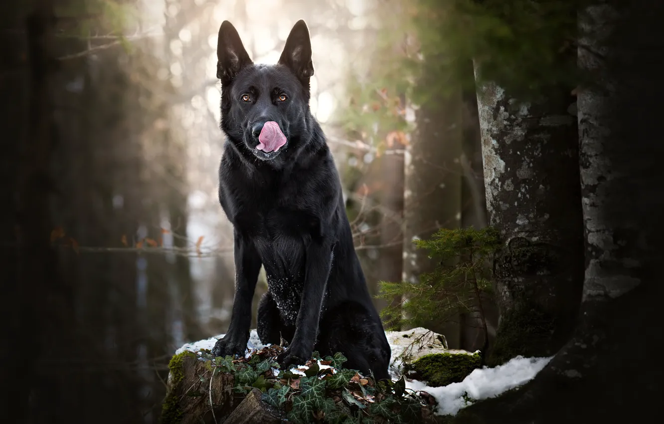 Фото обои лес, снег, собака, чёрная