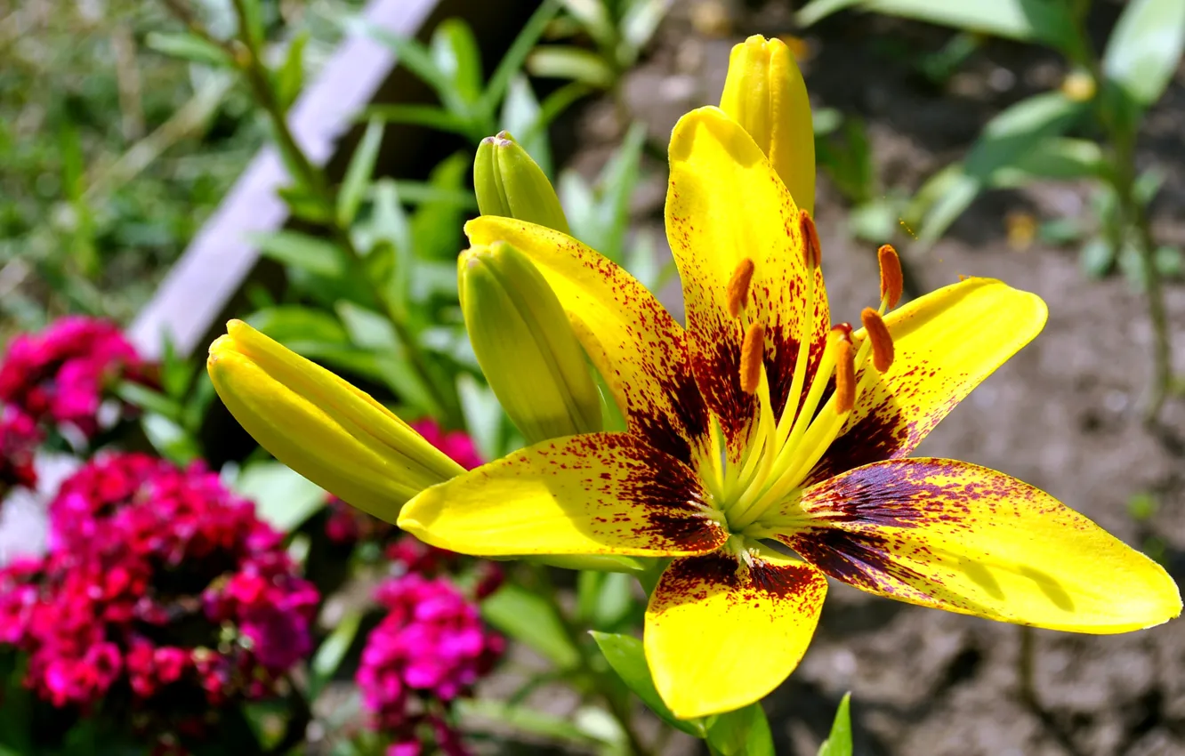 Фото обои цветок, желтый, лилия, лето.