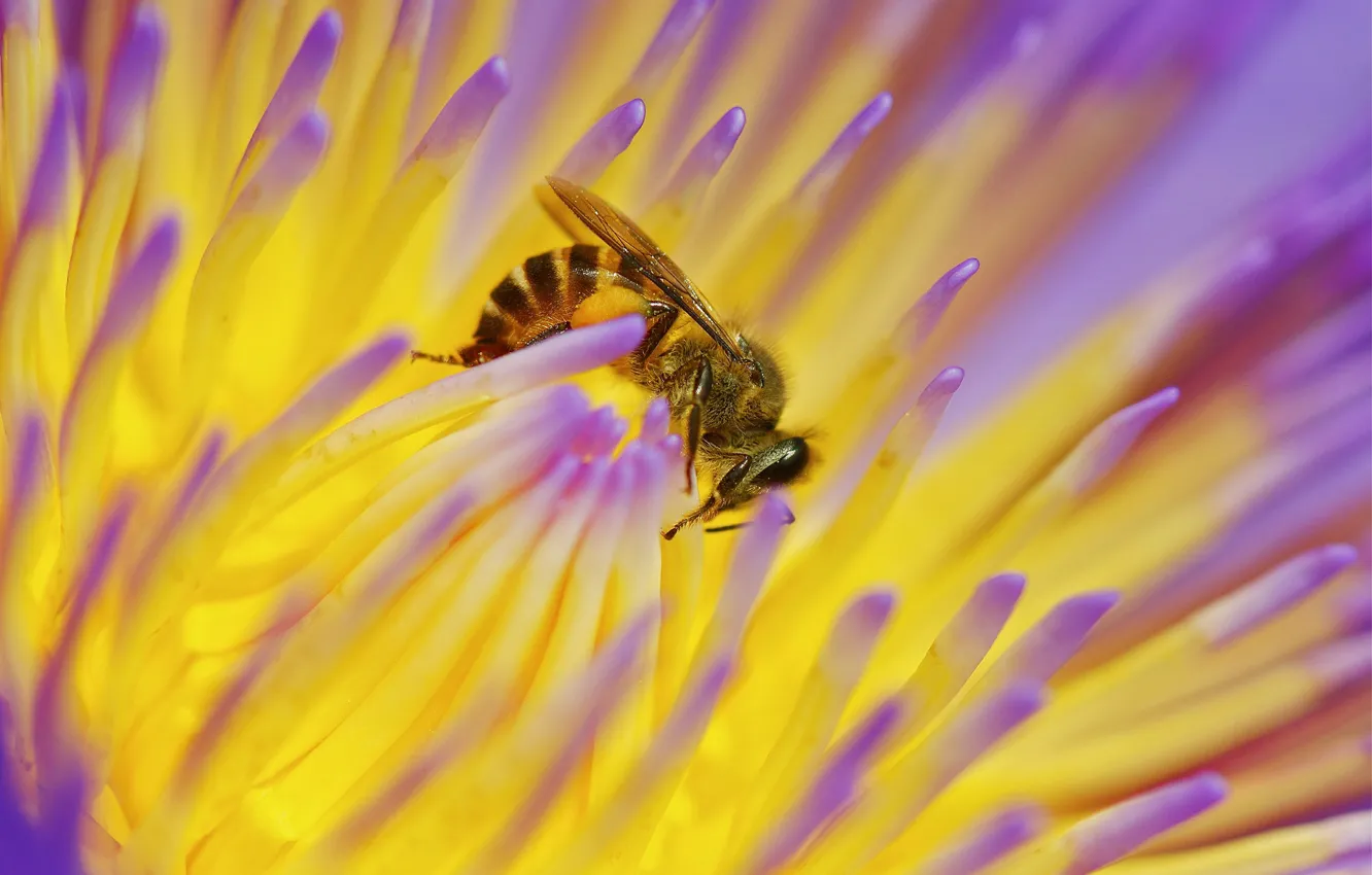 Фото обои цветок, макро, природа, нектар, пчела, насекомое