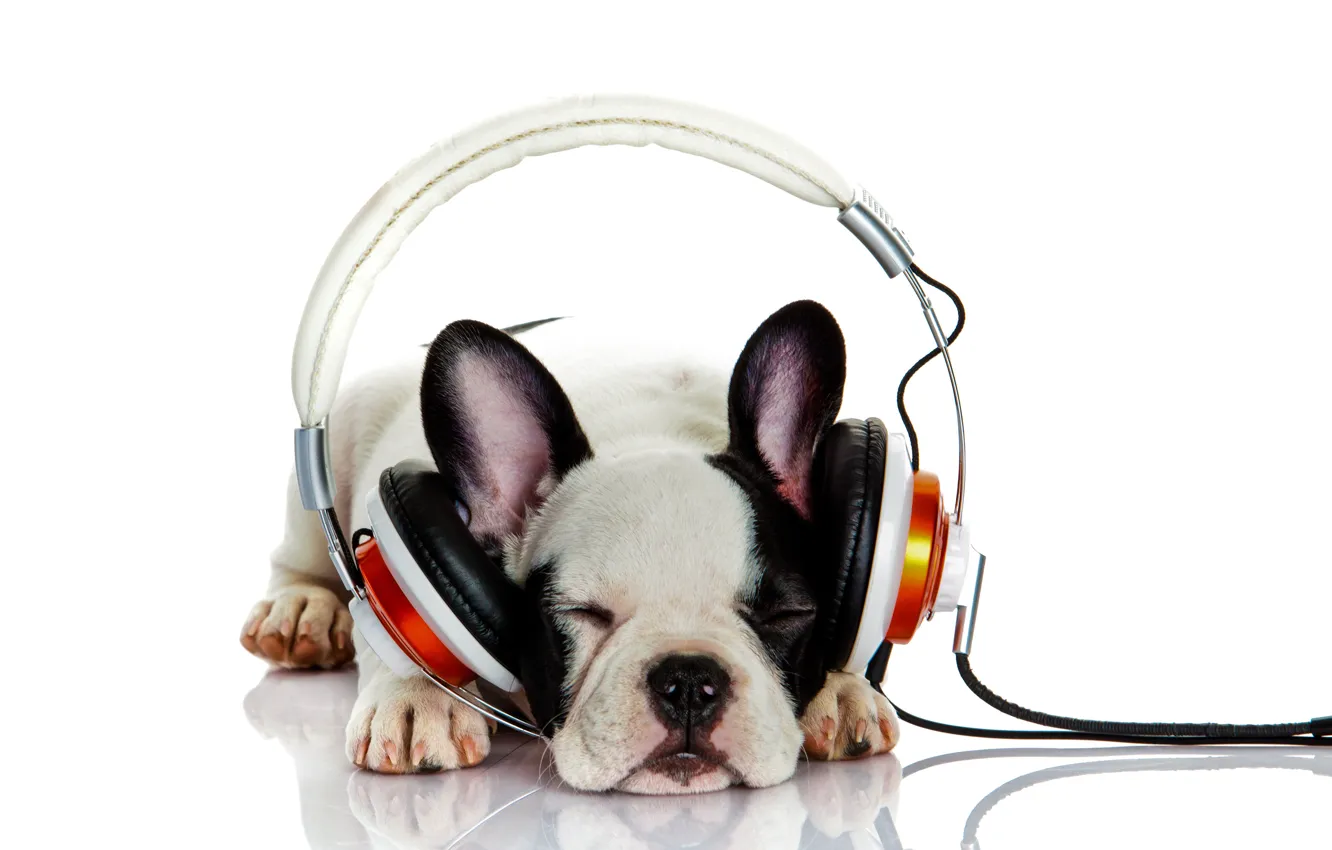 Фото обои собака, слушает музыку, headphones, боке, французский бульдог, wallpaper., bulldog, beautiful background