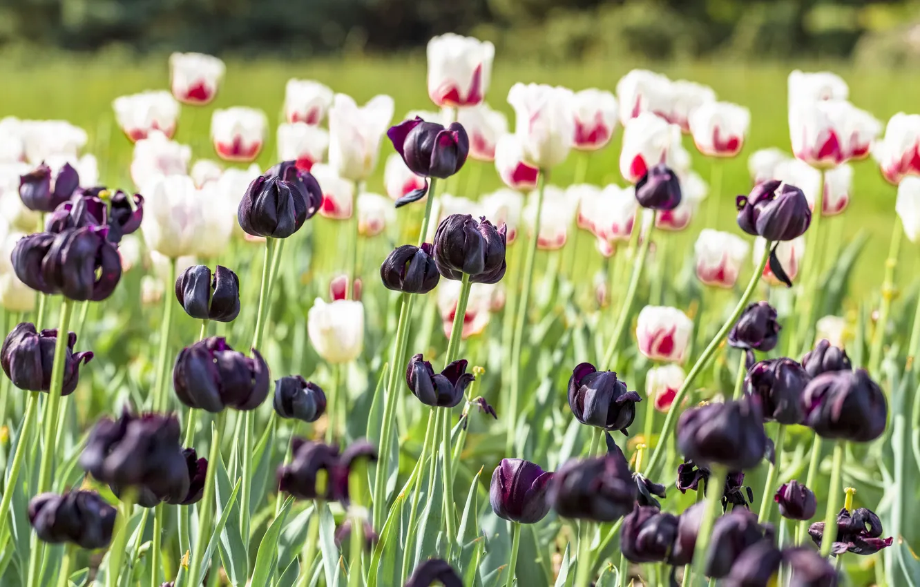 Фото обои цветы, весна, тюльпаны, белые, клумба, много, черные, баклажановые