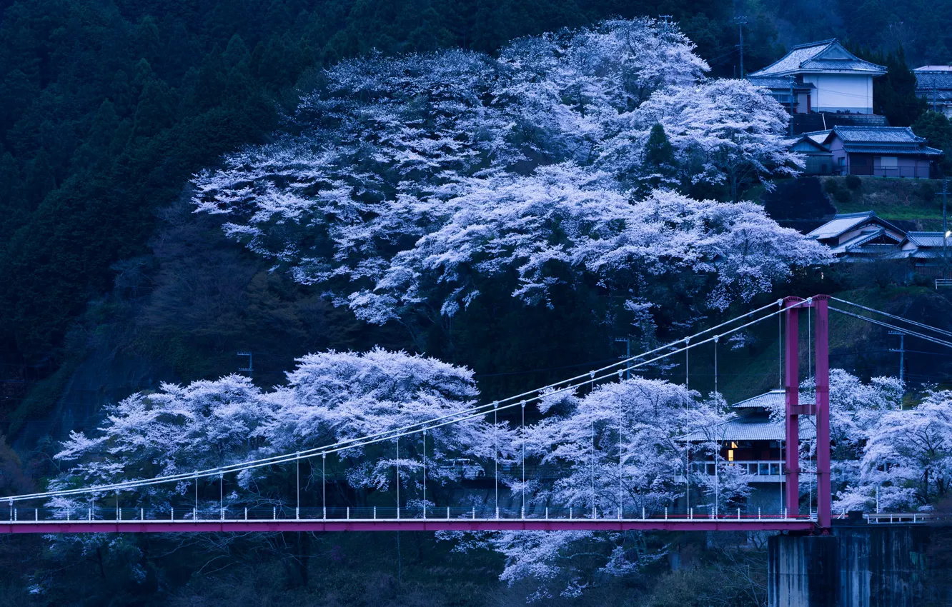Фото обои деревья, мост, весна, вечер, Япония, сакура, склон, цветение