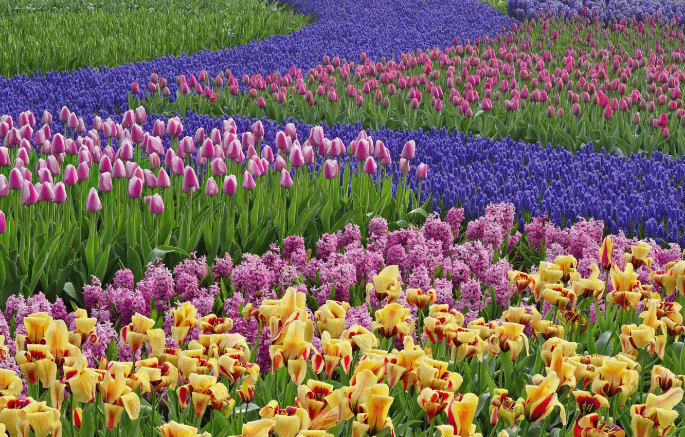 Фото обои сад, тюльпаны, гиацинты, нидерланды
