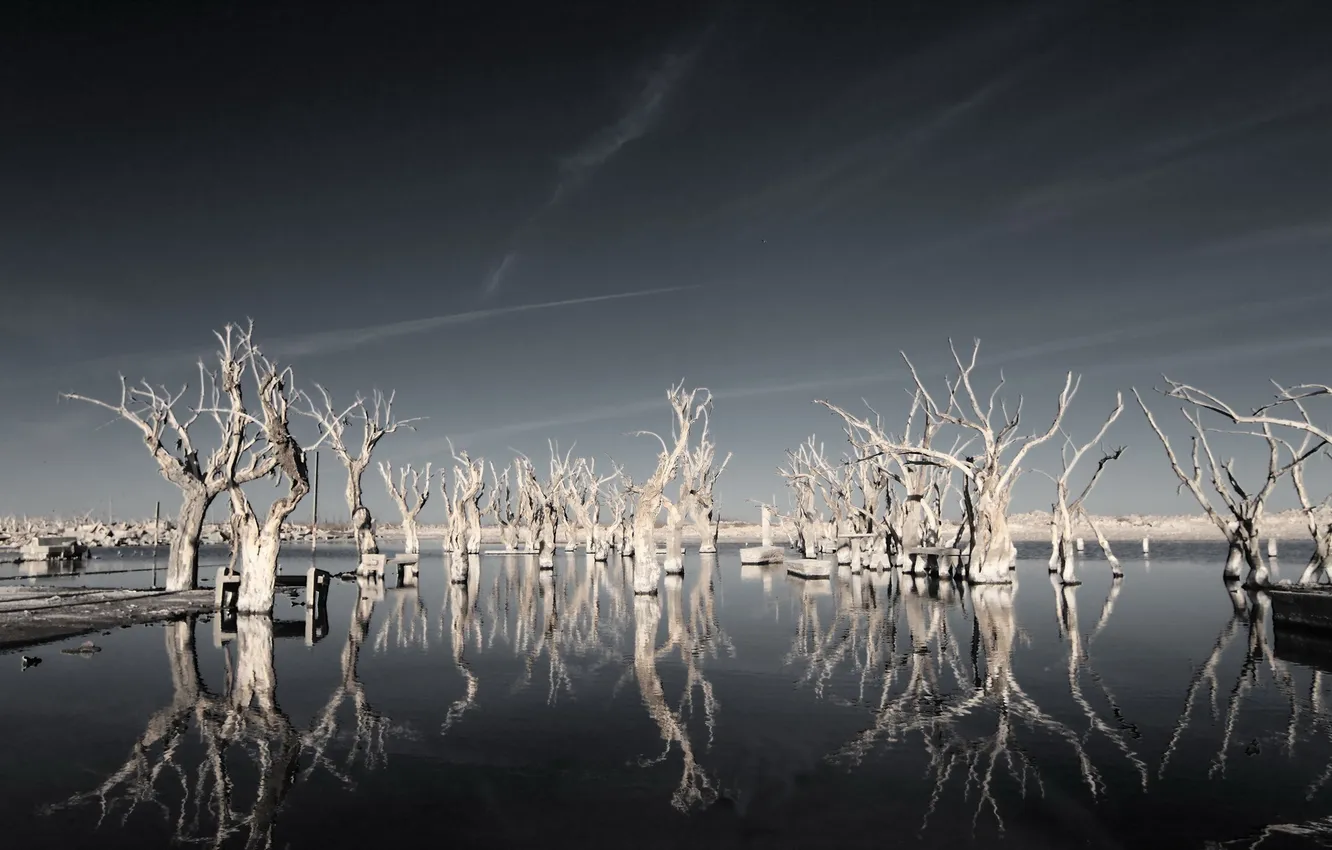 Фото обои вода, деревья, пейзаж