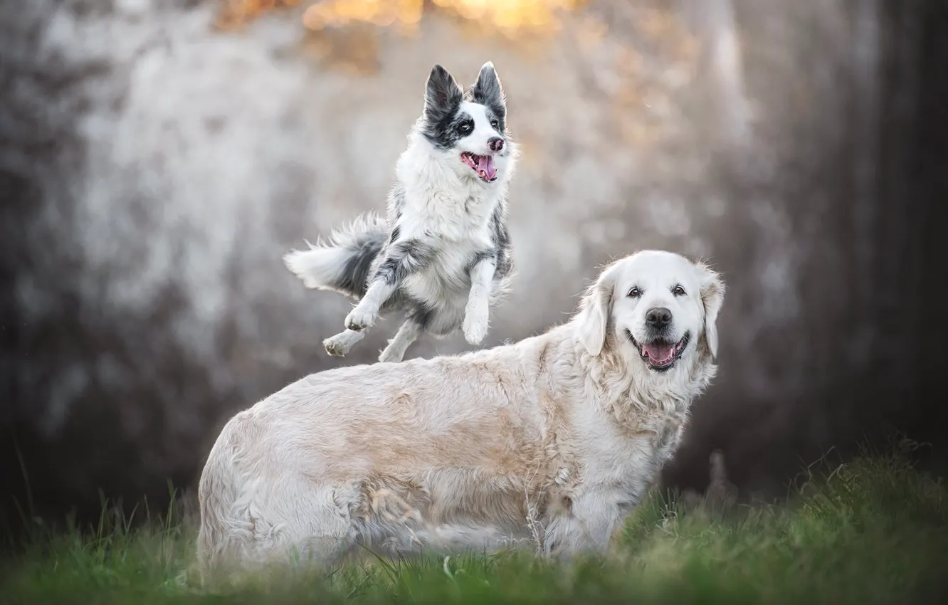 Фото обои трава, радость, настроение, прыжок, прогулка, боке, две собаки