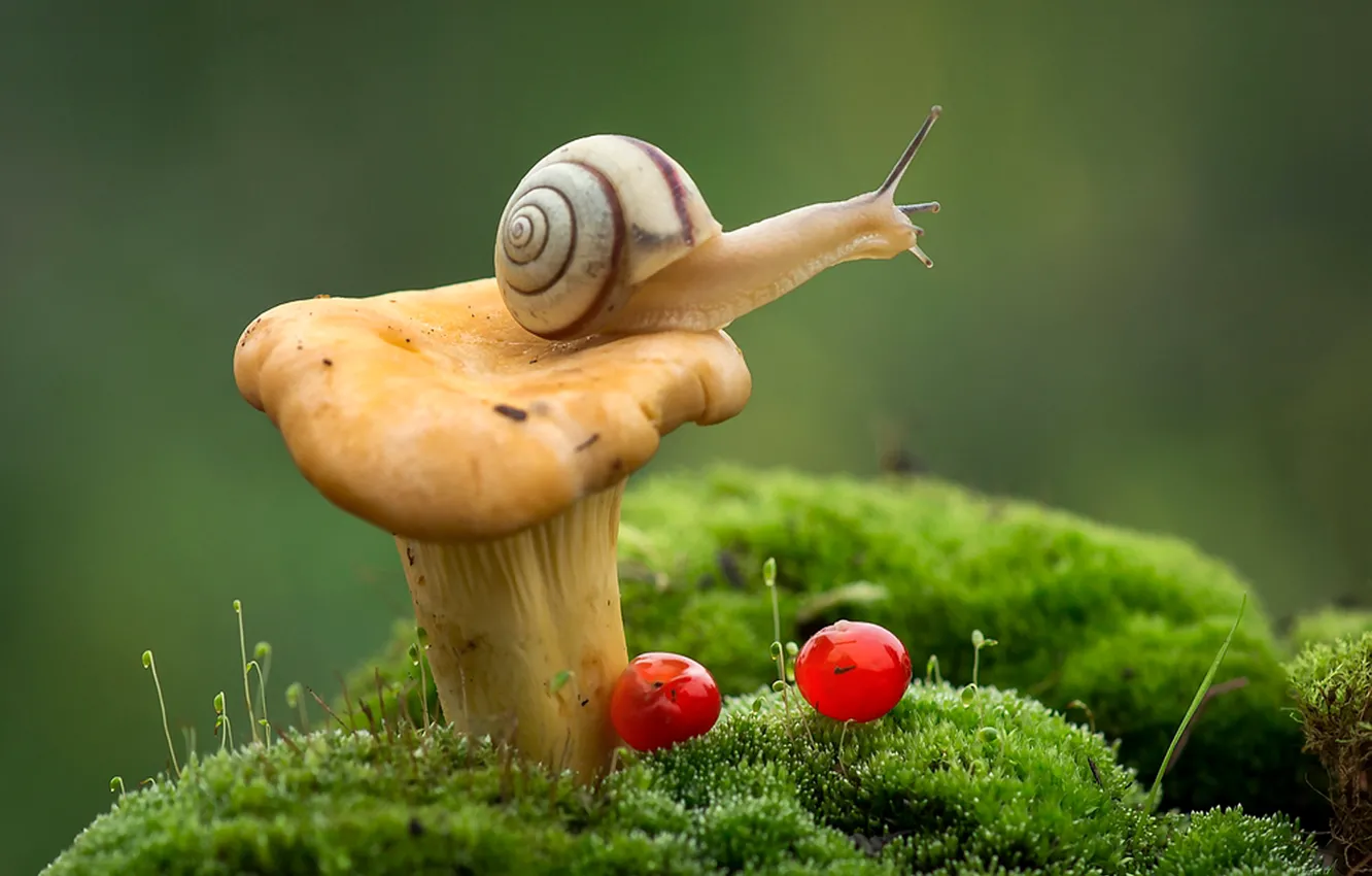 Фото обои макро, ягоды, гриб, мох, улитка, лисичка