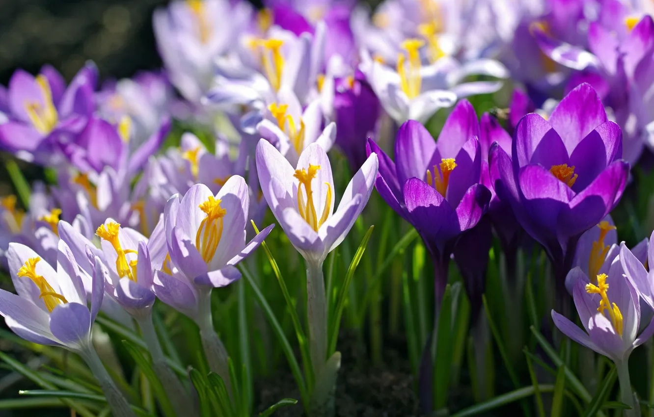Фото обои фиолетовый, макро, сиреневый, весна, крокусы