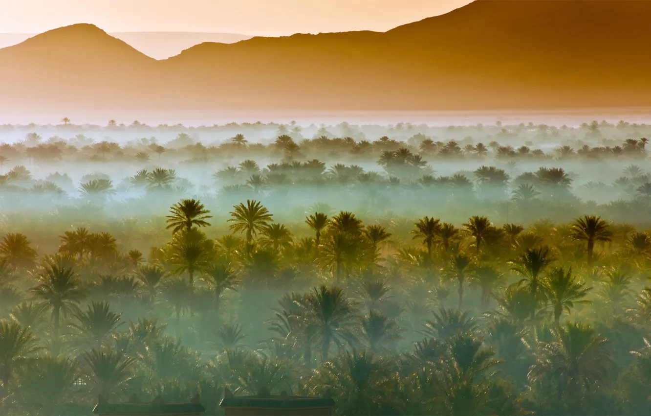 Фото обои горы, туман, пальмы, Африка, Марокко