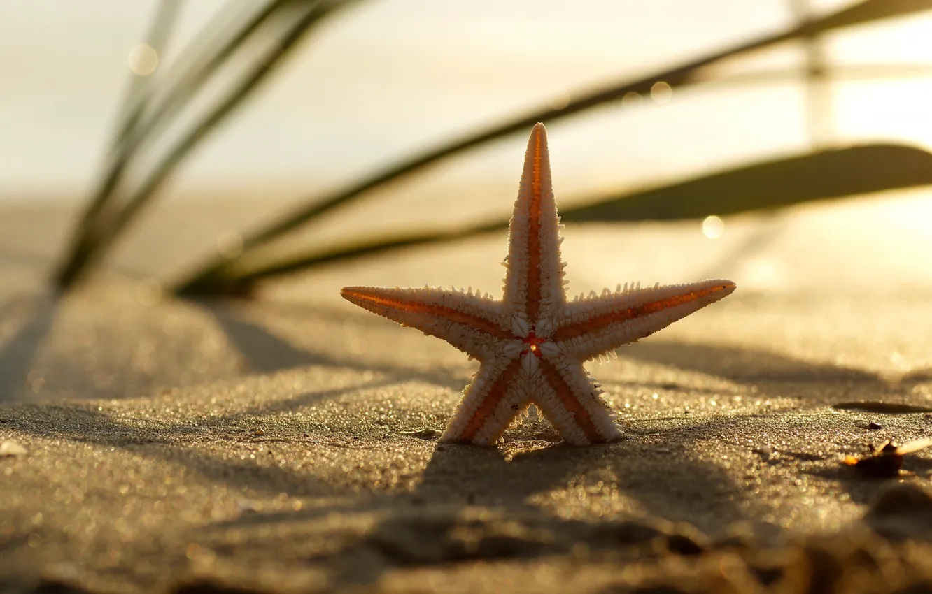 Фото обои песок, пляж, трава, морская звезда