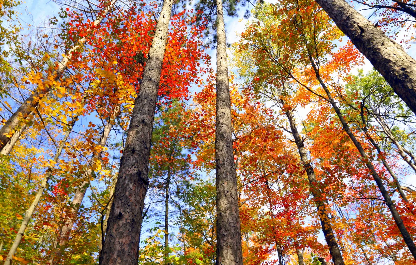 Фото обои осень, листья, деревья, Канада, Онтарио, багрянец