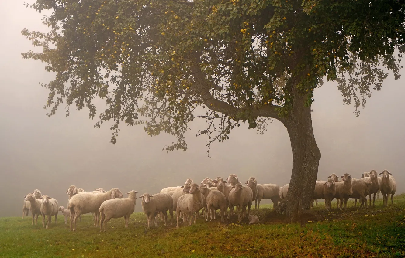 Фото обои туман, дерево, поляна, овцы, пастбище, отара