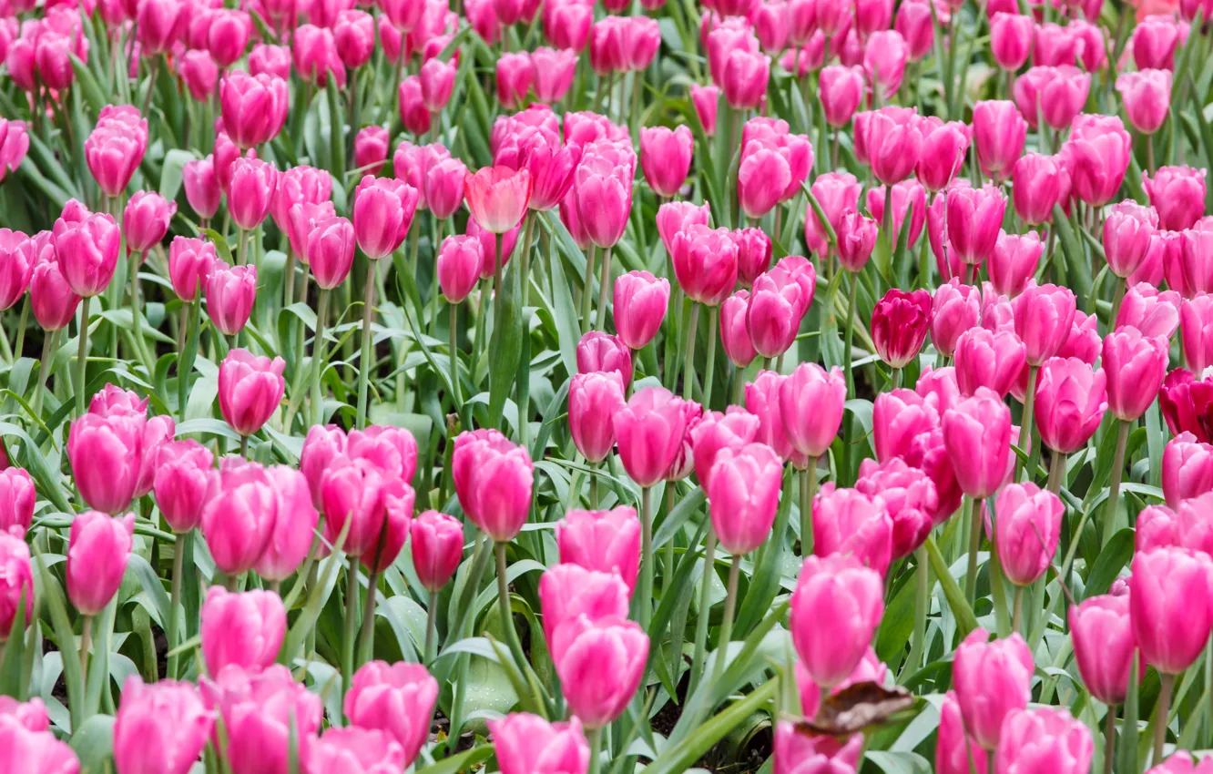 Фото обои поле, цветы, тюльпаны, розовые, field, pink, tulips, flowrs