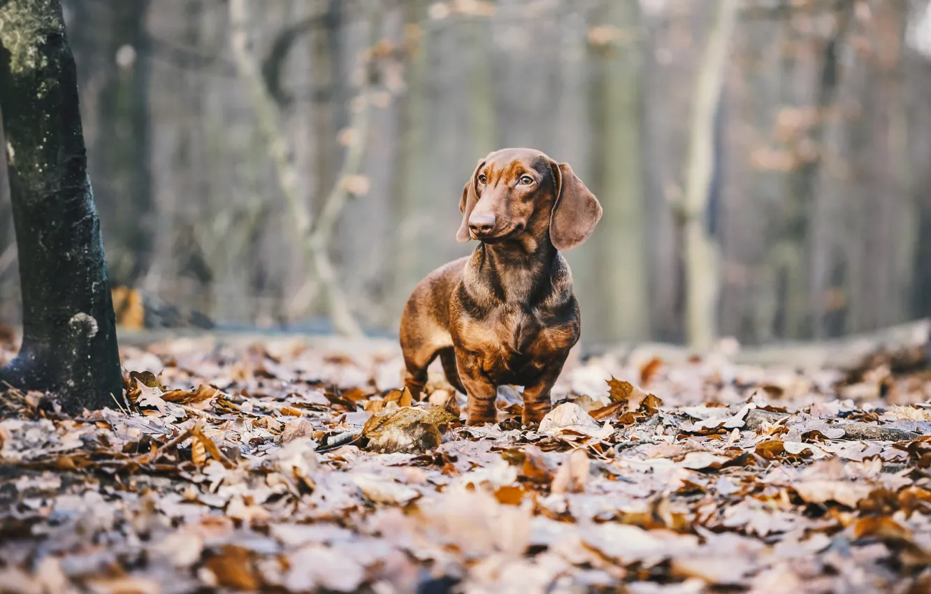 Фото обои осень, листья, собака, такса