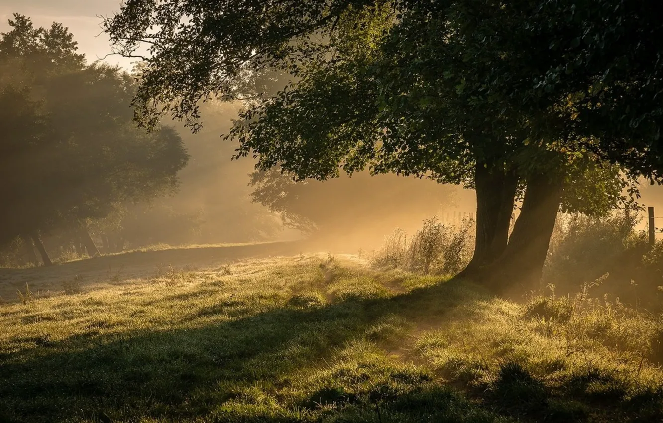 Фото обои деревья, природа, туман, утро