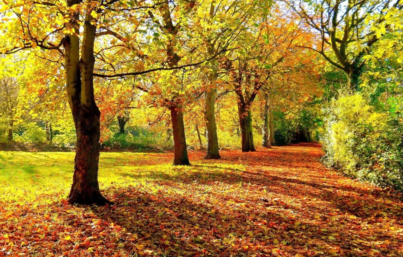 Фото обои forest, autumn, foliage