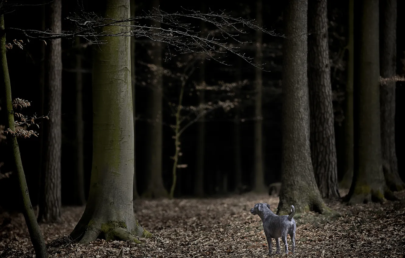 Фото обои осень, лес, ветки, мрак, собака, серая