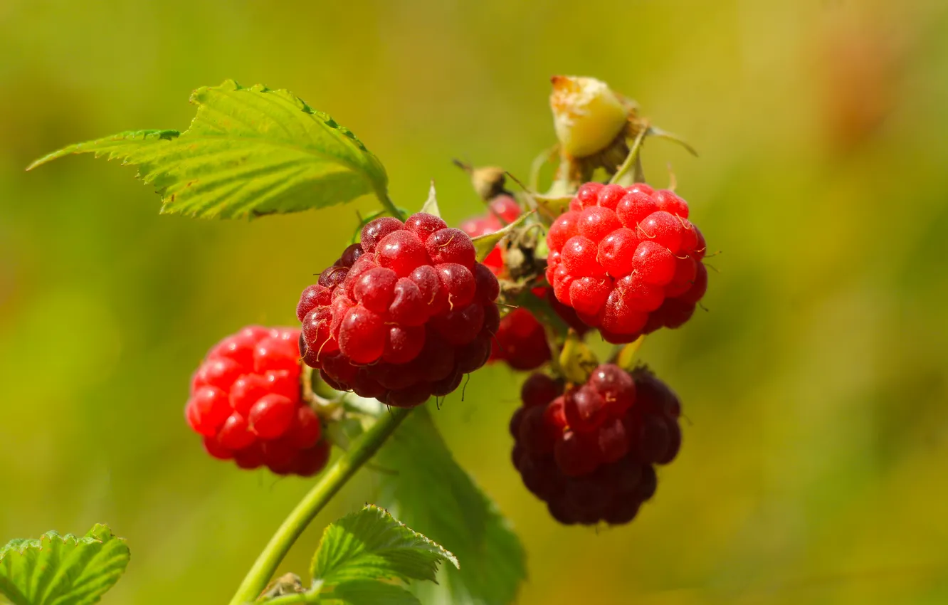 Фото обои red, fruit, raspberries