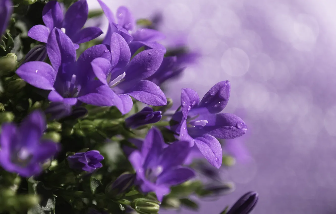 Фото обои капли, макро, цветы, блики, растение, обработка, размытость, фиолетовые
