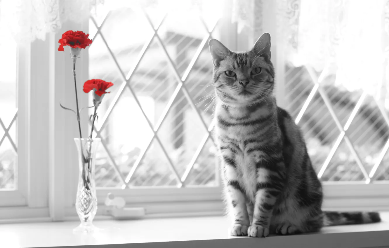 Фото обои кошка, взгляд, цветы, окно