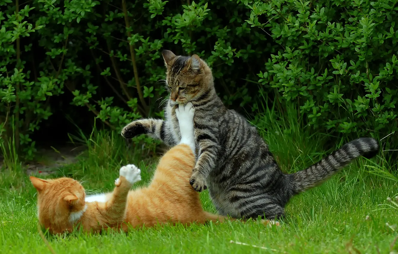 Фото обои кошки, коты, кунг-фу котэ